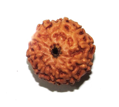 Ten Face Rudraksha    (java) Ten Face Rudraksha    (java)