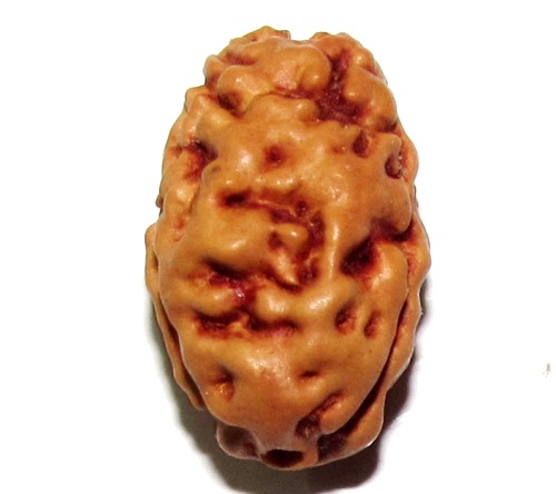 Two Face Rudraksha (java) Two Face Rudraksha (java)