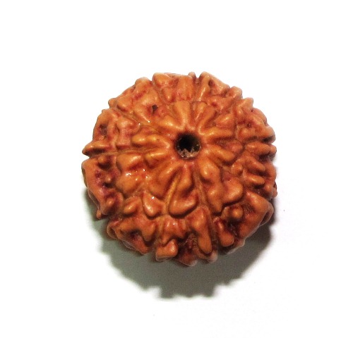 Ten Face Rudraksha    (java) Ten Face Rudraksha    (java)