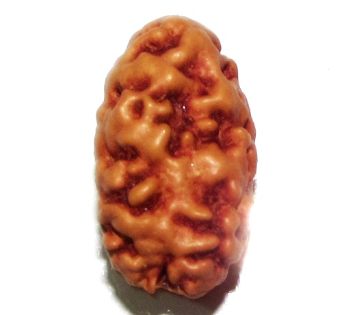 Two Face Rudraksha   ( Java ) Two Face Rudraksha   ( Java )