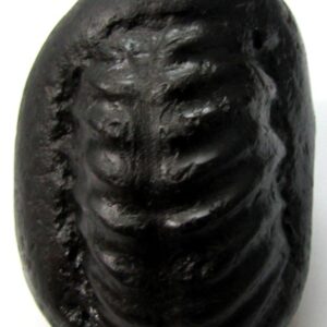 Shri Maha Laxmi Shaligram