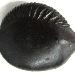 Adhbhut Matshya Murti Shaligram
