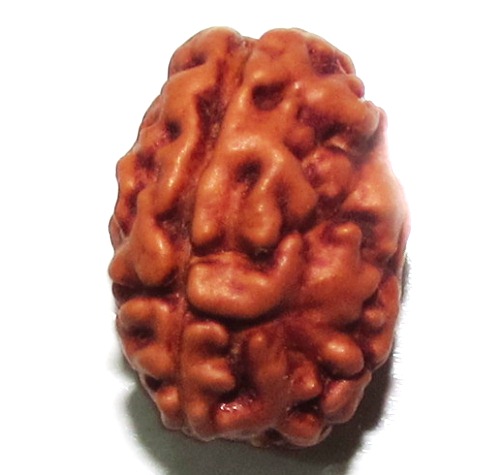 Three Face Rudraksha   (java) Three Face Rudraksha   (java)