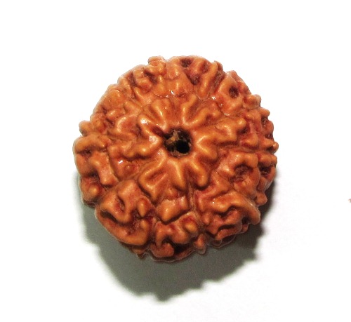 Ten Face Rudraksha    (java) Ten Face Rudraksha    (java)