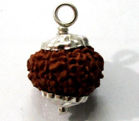 Ten Face Rudraksha (java) Ten Face Rudraksha (java)
