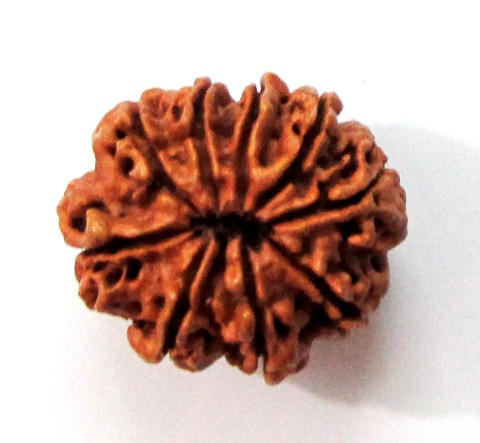 Nine Face Rudraksha (nepali) Nine Face Rudraksha (nepali)