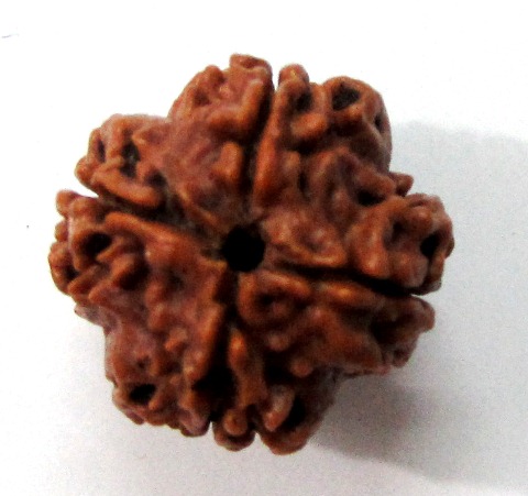 Four Face Rudraksha (nepali) Four Face Rudraksha (nepali)