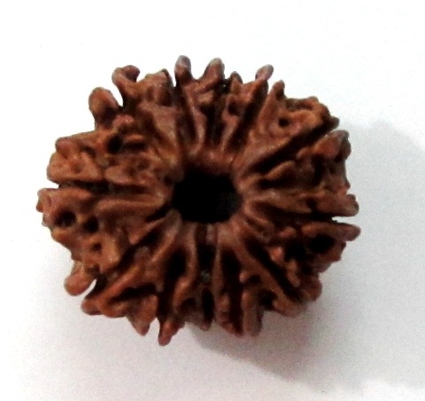 Twelve Face Rudraksha (nepali) Twelve Face Rudraksha (nepali)