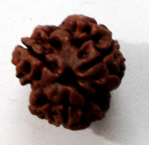 Three Face Rudraksha (nepali) Three Face Rudraksha (nepali)