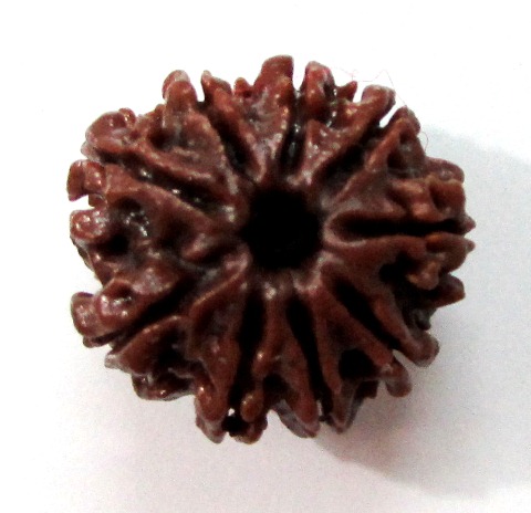 Nine Face Rudraksha (nepali) Nine Face Rudraksha (nepali)