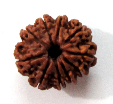 Ten Face Rudraksha (nepali) Ten Face Rudraksha (nepali)