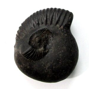 Adbhut Mahavishnu Sudarshan Shaligram