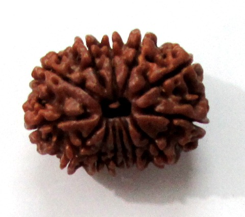 Thirteen Face Rudraksha (nepali) Thirteen Face Rudraksha (nepali)