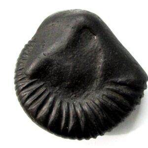 Purshottam Shaligram