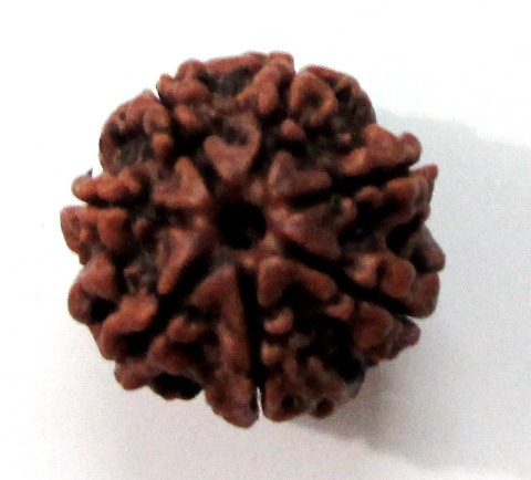 Seven Face Rudraksha (nepali) Seven Face Rudraksha (nepali)