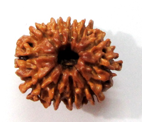 Eleven Face Rudraksha (nepali) Eleven Face Rudraksha (nepali)