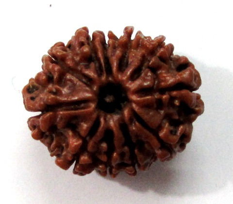Eleven Face Rudraksha (nepali) Eleven Face Rudraksha (nepali)