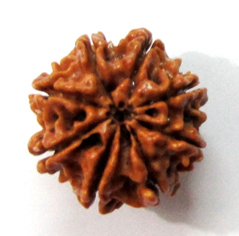 Eight Face Rudraksha (nepali) Eight Face Rudraksha (nepali)