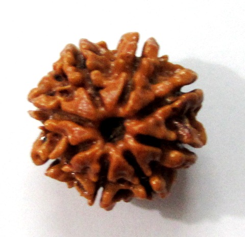 Eight Face Rudraksha (nepali) Eight Face Rudraksha (nepali)