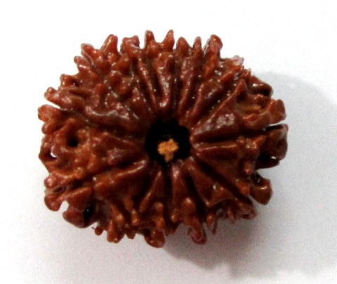 Thirteen Face Rudraksha (nepali) Thirteen Face Rudraksha (nepali)