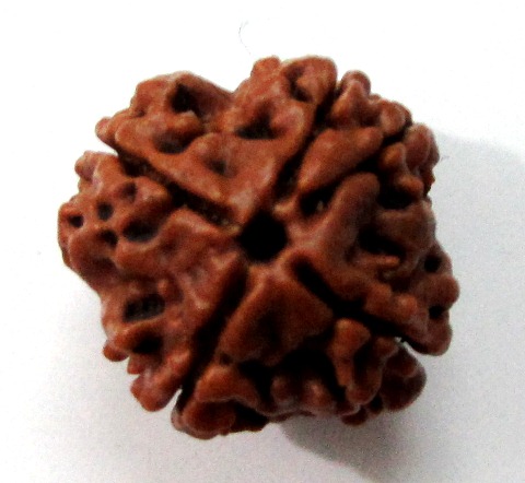 Four Face Rudraksha (nepali) Four Face Rudraksha (nepali)