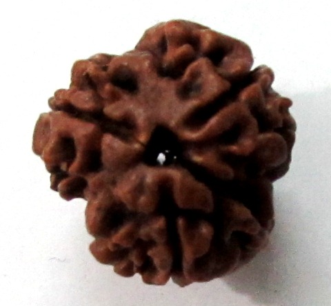 Three Face Rudraksha (nepali) Three Face Rudraksha (nepali)